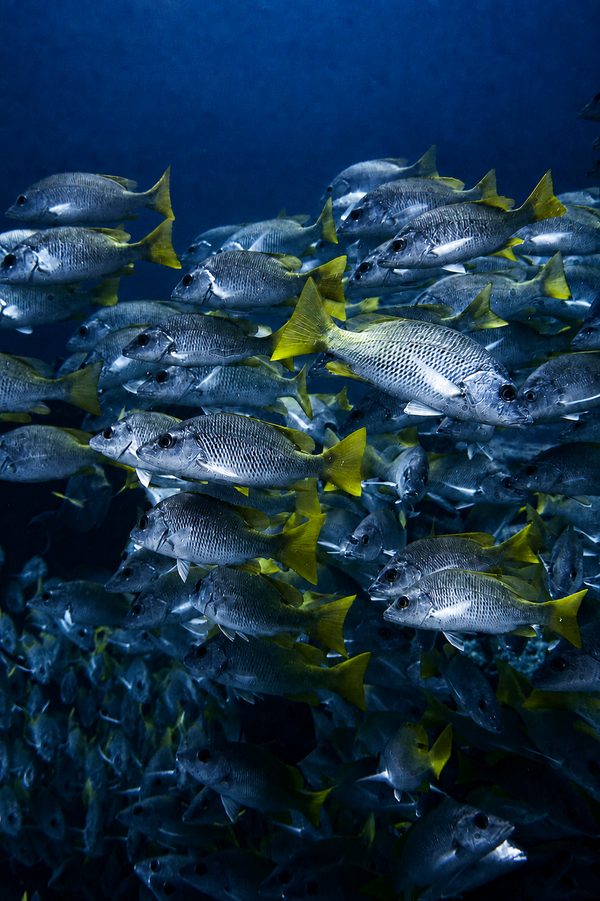 Yellowtail by mrspacetime: a dense school of silver fish with yellow tails against deep blue water